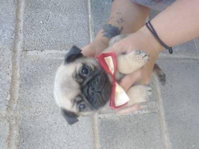 Pug filhotes abric e black