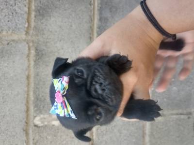 Pug filhotes abric e black