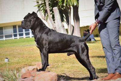 Cane Corso disponivel para montas