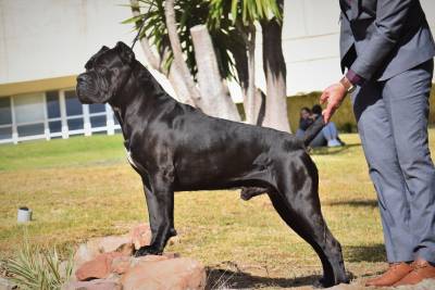 Cane Corso disponivel para montas