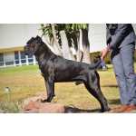 Cane Corso Cane Corso disponivel para montas Lisboa Aveiras De Cima