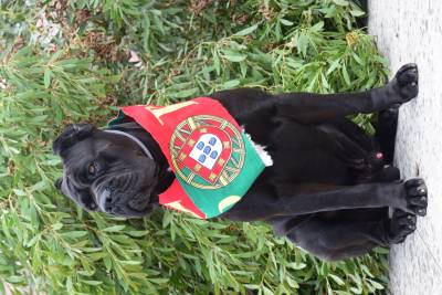 Cane Corso disponivel para montas