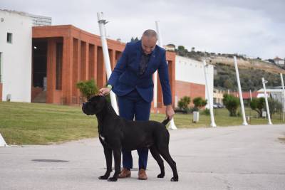 Cane Corso disponivel para montas