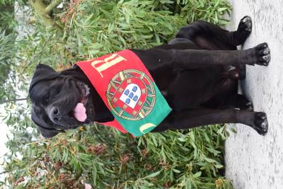 Cane Corso disponivel para montas