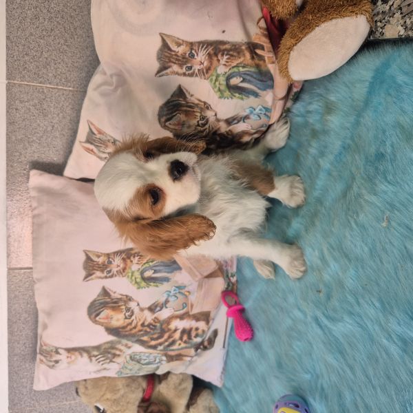 CAVALIER KING CHARLES SPANIEL COM REGISTO NO CPC CRIADORA REGISTADA 