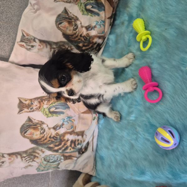 CAVALIER KING CHARLES SPANIEL COM REGISTO NO CPC CRIADORA REGISTADA 