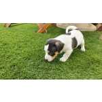 Jack Russel Terrier Magnífico Jack Russel Terrier Exemplar Puro Setúbal ALMADA