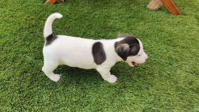 Magnfico Jack Russel Terrier Exemplar Puro