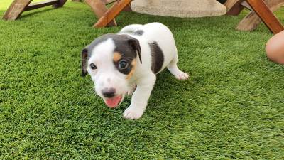 Magnfico Jack Russel Terrier Exemplar Puro