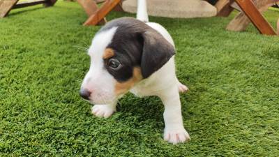 Magnfico Jack Russel Terrier Exemplar Puro