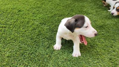 Magnfico Jack Russel Terrier Exemplar Puro