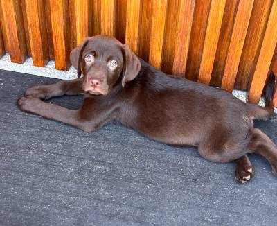 Labrador chocolate