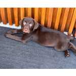 Retriever Do Labrador Labrador chocolate Braga Braga