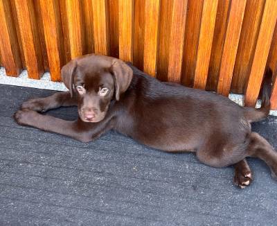 Labrador chocolate