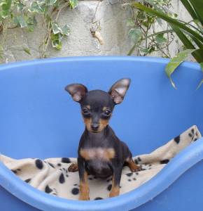 Pinscher Miniatura