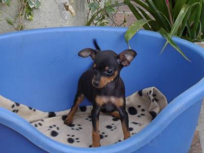 Pinscher Miniatura