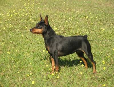 Pinscher Miniatura