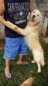 Filhotes Golden retriever padro show pedigree e garantia