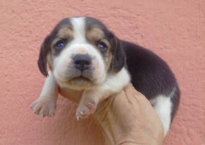 Beagle Lindos Filhotes Tricolores Treze Polegadas