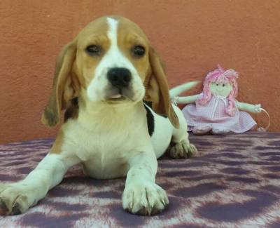 Beagle Lindos Filhotes Tricolores Treze Polegadas