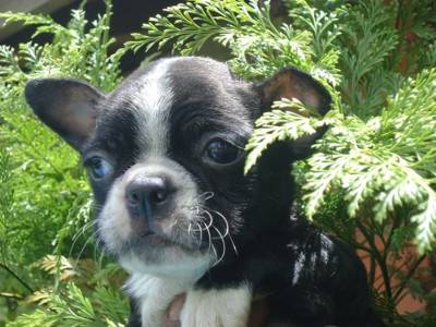 Boston Terrier Venda e Reserva de Filhotes