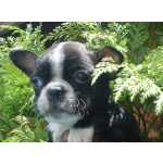 Boston Terrier Boston Terrier Venda e Reserva de Filhotes