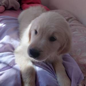 Filhotes de golden retriever a venda com pedigree e garantia