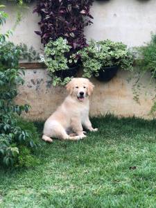 Filhotes de golden retriever a venda com pedigree e garantia