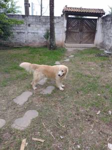 Filhotes de golden retriever a venda com pedigree e garantia