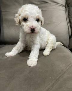 Poodle toy lindos filhotes disponveis canil Enchantress