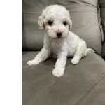 Poodle Toy Poodle toy lindos filhotes disponveis canil Enchantress So Paulo So Paulo