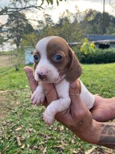 Dachshund kaninchen piebald  lindos filhotes disponveis Canil Enchantress