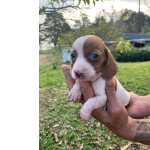 Dachshund Dachshund kaninchen piebald  lindos filhotes disponveis Canil Enchantress