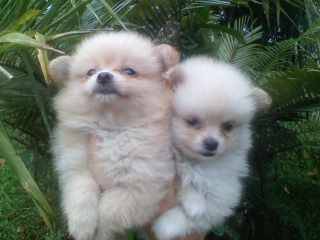 SPITZ ALEMÃO LINDOS FILHOTES SPITZ ALEMÃO LINDOS FILHOTES