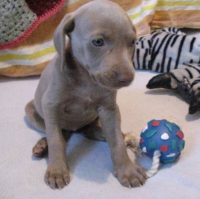 WEIMARANER LINDOS FILHOTES WEIMARANER LINDOS FILHOTES