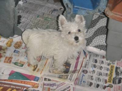 WEST TERRIER LINDOS FILHOTES WEST TERRIER LINDOS FILHOTES