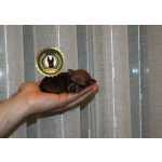 Pinscher Miniatura Pinscher Super Mini Porto Santo Tirso