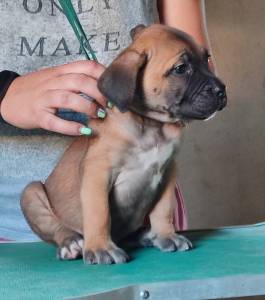 Cane Corso com pedigree