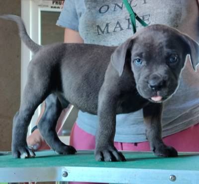 Cane Corso com pedigree