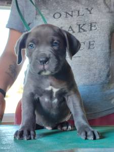 Cane Corso com pedigree