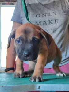 Cane Corso com pedigree