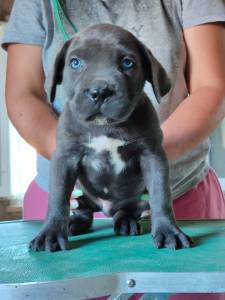 Cane Corso com pedigree