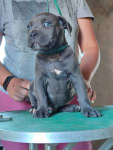 Cane Corso com pedigree