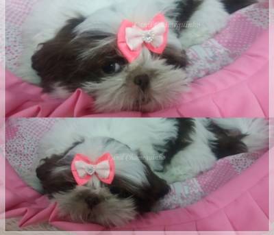 Shih Tzu Fmeas