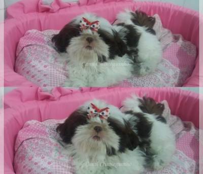 Shih Tzu Fmeas