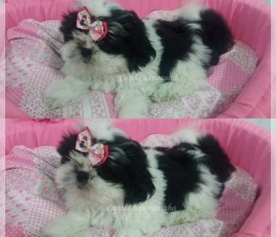 Shih Tzu Fmeas