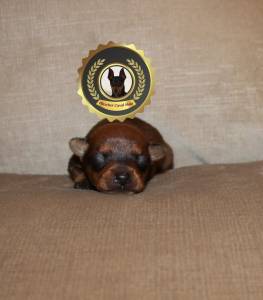 Pinscher Super Miniatura Pinscher Super Miniatura