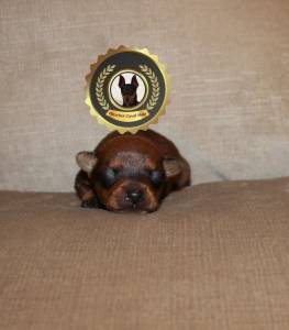 Pinscher Super Miniatura