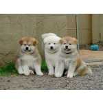 Akita Akita inu So Paulo So Paulo