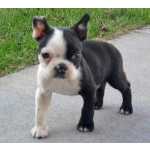 Boston Terrier Boston terrier So Paulo So Paulo